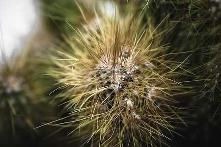 微观植物摄影照片_仙人掌植物及其锋利的针叶特写微照片
