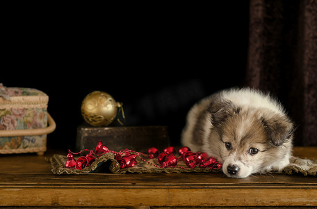 小狗躺在古董梳妆台上玩圣诞装饰品。