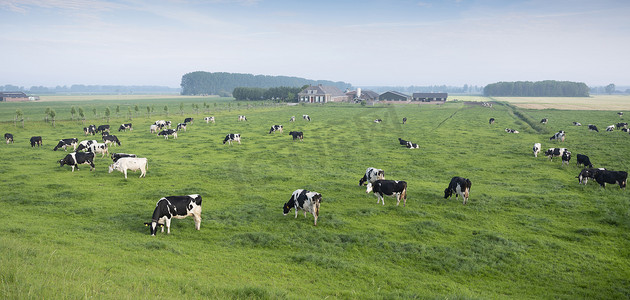 从荷兰堤坝的高度看，蓝天下绿草如茵的草地上的黑白斑点牛