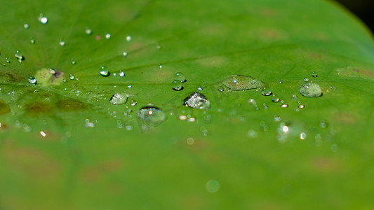 绿色荷叶上的水滴特写照片
