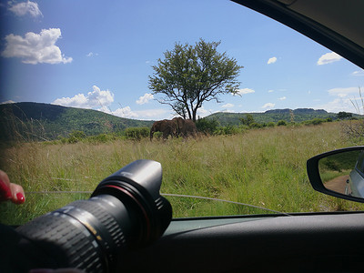 从带有摄像头和后视镜的车窗看大象 - Safari
