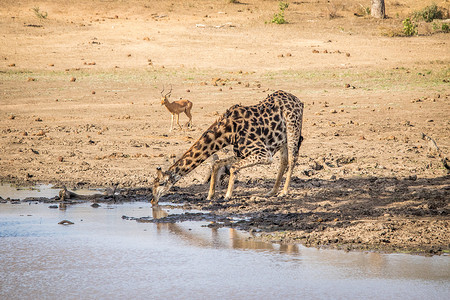 长颈鹿在克鲁格喝水。