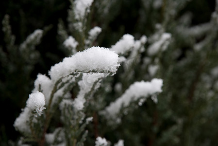 第一场雪下菩提树的绿叶