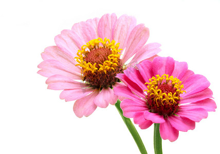 两朵粉红色的百日菊花