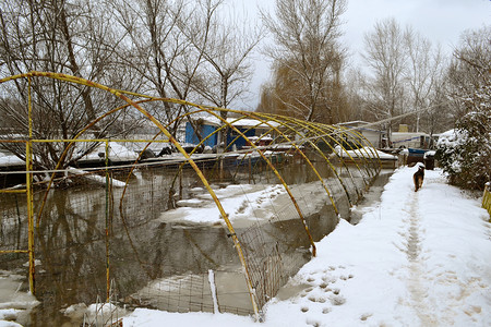雪柳摄影照片_小船、浮桥、房屋、栅栏、树木，当 Borcea 草甸溢出时 2