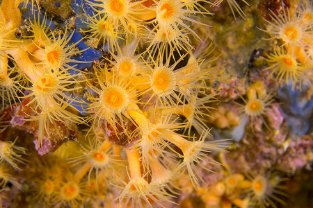 del摄影照片_黄色结壳海葵，Cabo Cope-Puntas del Calnegre 自然公园，西班牙
