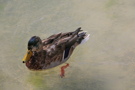 晴天，一只鸭子在清澈的水中游泳。