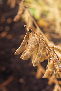 豆荚摄影照片_耕地成熟大豆作物荚的特写