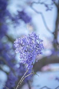 蓝紫色花摄影照片_五颜六色的盛开的蓝花楹树