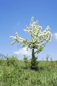 春季开着白花的孤独开花树