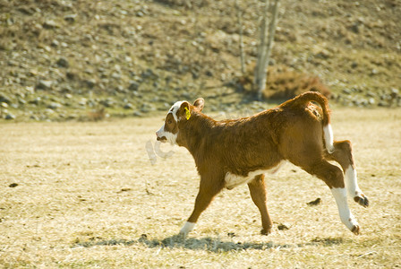 牛奔跑摄影照片_奔跑的小牛
