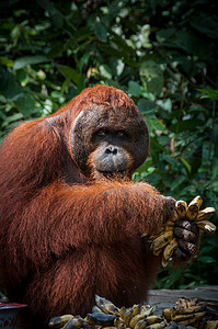 婆罗洲摄影照片_印度尼西亚婆罗洲的 Orang Utan alpha 雄性与香蕉