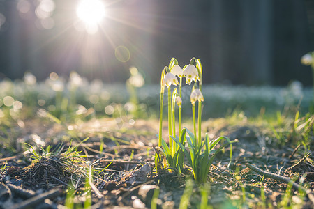 Leucojum vernum 或春天的雪花 — 早春在森林里盛开的白花，特写宏观照片与阳光。