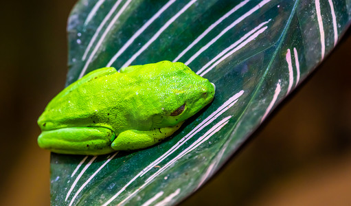 坐在叶子上的青蛙摄影照片_坐在叶子上的红眼树蛙的宏观特写，热带两栖动物