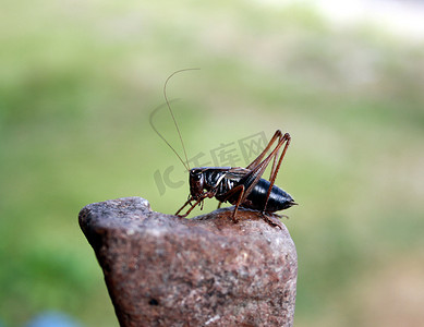 板球摄影照片_昆虫一只蟋蟀