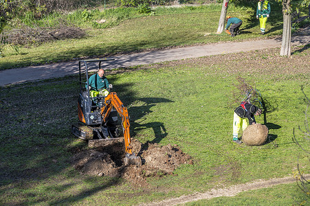 挖坑摄影照片_市政工人挖坑种树