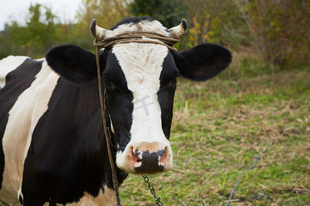 一头好奇的奶牛站在她的牧场上。