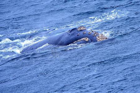 南露脊鲸，干斯拜，南非