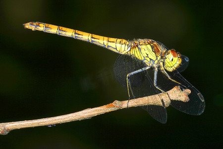 蜻蜓，瓜达拉马国家公园，西班牙
