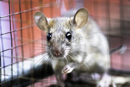 老鼠被困在捕鼠笼里，看起来无辜