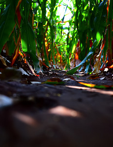枫树林背景摄影照片_泥泞的小路 — 秋叶林路上的泥坑