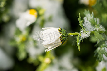 雪下初开春花