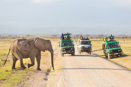 游戏摄影照片_大象穿越肯尼亚安博塞利的土路。