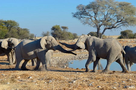 埃托沙摄影照片_大象争吵，埃托沙国家公园，纳米比亚