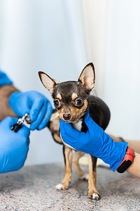 狗爪子摄影照片_一名专业兽医在医疗诊所的操作台上剪下一只吉娃娃品种的小狗的爪子。