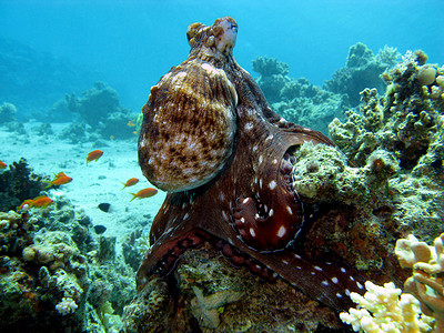 海底鱼背景摄影照片_与章鱼的珊瑚礁在热带海底在蓝色水背景