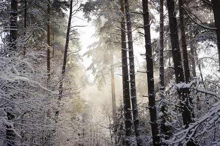 白雪皑皑的森林，雪从树上掉下来，光线 o