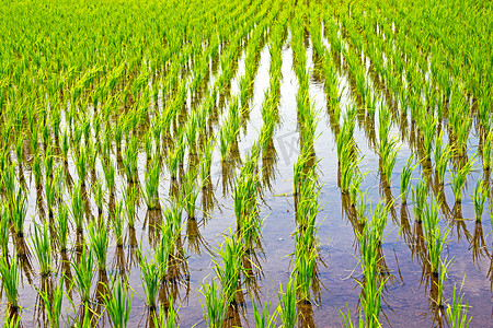 印度尼西亚爪哇乡村的稻田