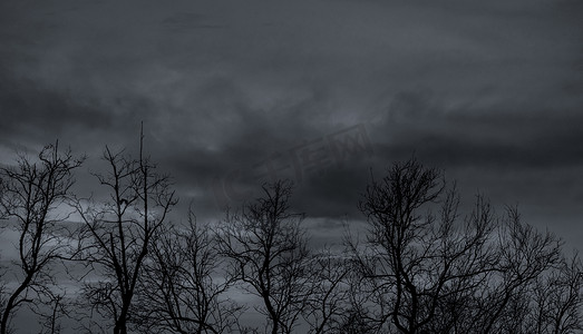 在黑暗的戏剧性天空和灰色的云彩上剪影死树。