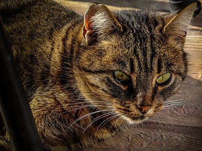 一只流浪猫的肖像，它正在跟踪它的猎物，以便稍后享用。