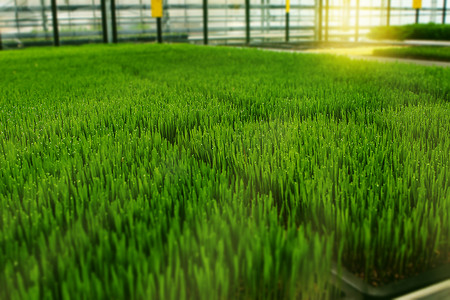 生长在温室里的绿色有机小麦草