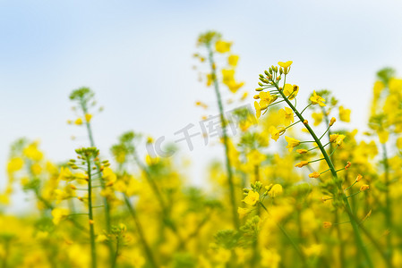 油菜籽花在栽培农业领域的特写