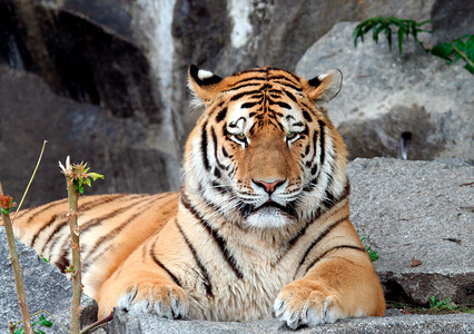 美丽的老虎肖像