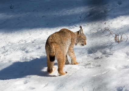 淘宝天猫通用模版摄影照片_一只天猫座在冬天在德国鹿园