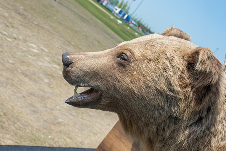 肉方摄影照片_作为野生动物的填充大棕熊头