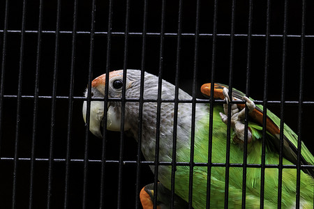 塞内加尔鹦鹉银颈看起来好奇地挂在笼子里 特写