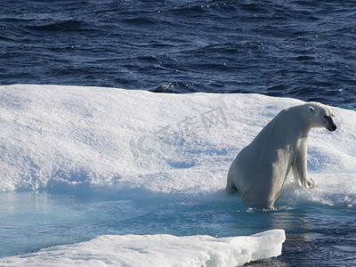 努纳武特地区的北极熊（加拿大北极地区）