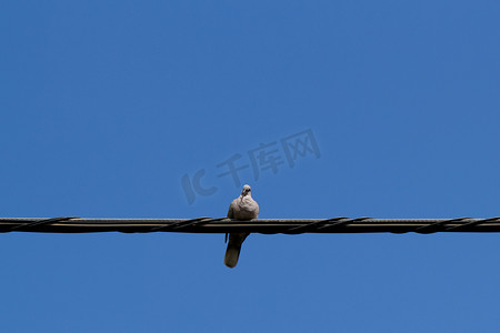 和平的白鸽摄影照片_坐在电线上的鸽子