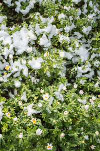 雪下初开春花