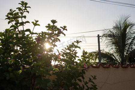 落山的太阳摄影照片_在房子墙壁和电线旁边的一棵小植物后的太阳落山