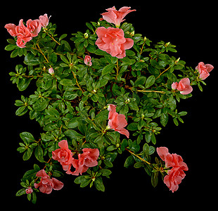 粉红色的花朵和杜鹃花的花蕾与绿色蓬松的叶子相得益彰。
