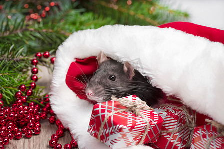 关闭逗人喜爱的老鼠看起来在红色圣诞节帽子外面。