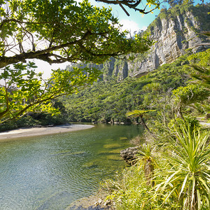 蕨类树叶摄影照片_新西兰波罗莱河沿岸郁郁葱葱的绿色雨林