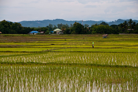 农民在稻田里种水稻