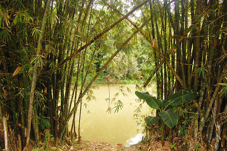 竹与河