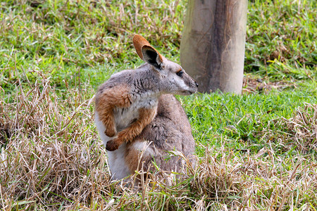 脚踏实地摄影照片_黄脚岩袋鼠 - 澳大利亚本土动物 - 受到威胁